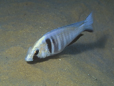Placidochromis electra 'Likoma Island'